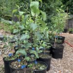 Grafted Fruit Trees