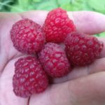 Raspberry Plants